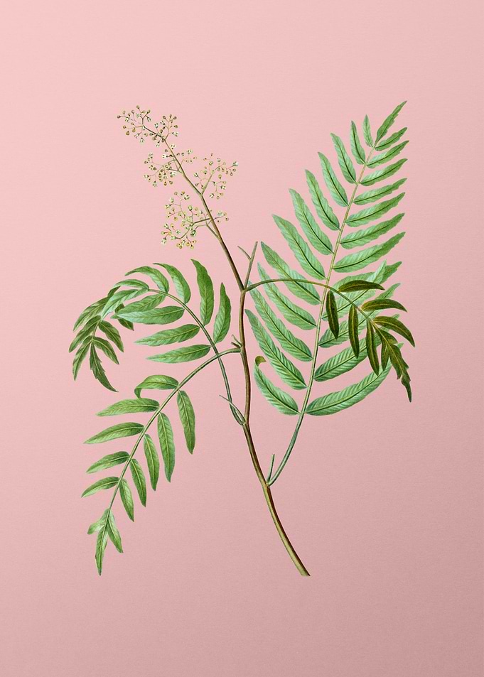 Vintage Floral on Pink