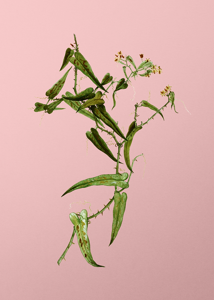 Vintage Botanical on Pink