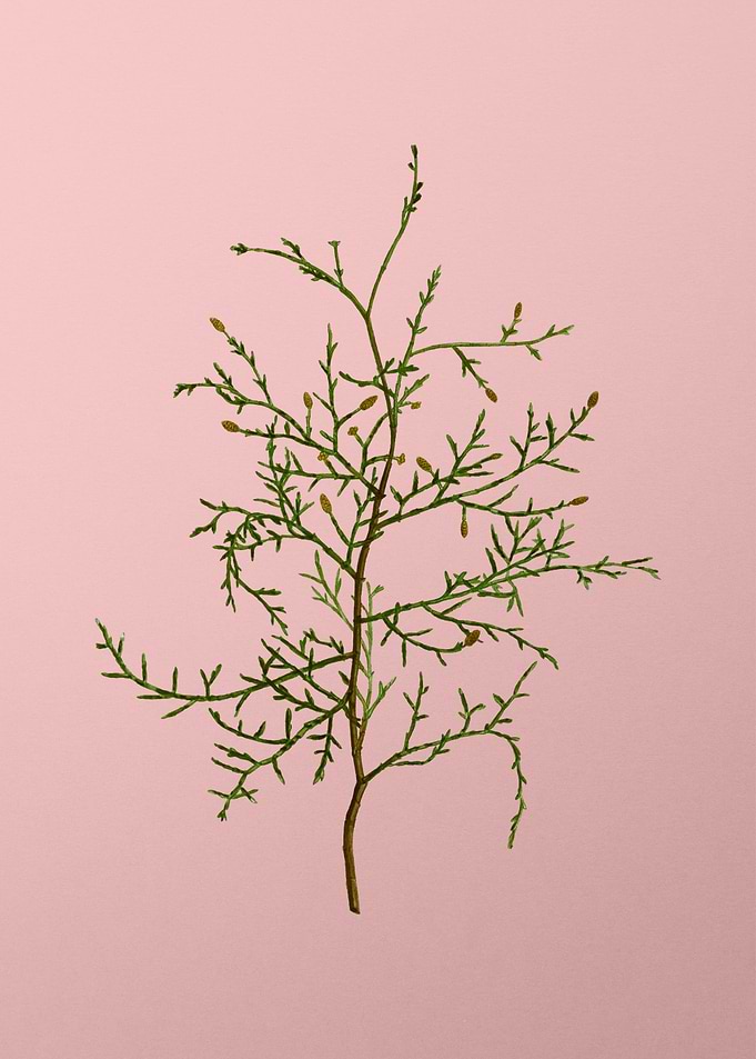 Vintage Botanical on Pink