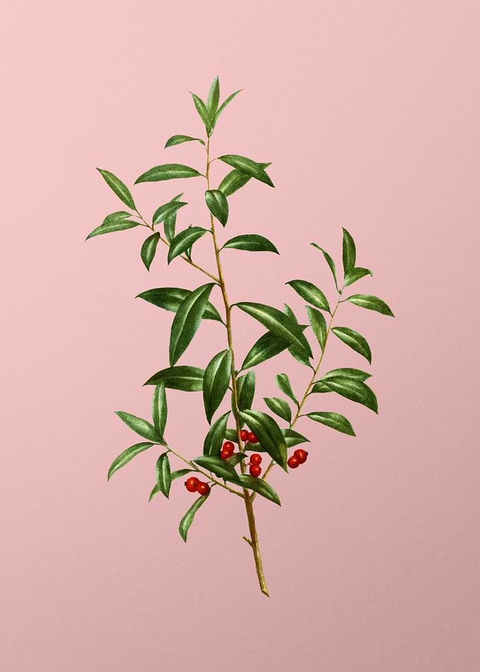 Vintage Fruit on Pink