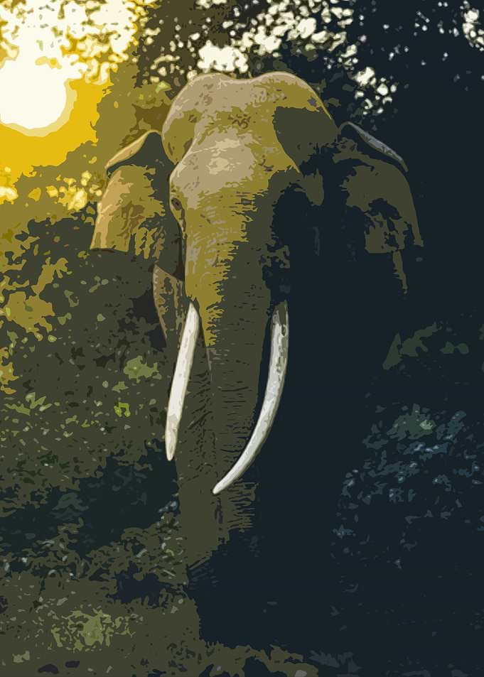 elephant