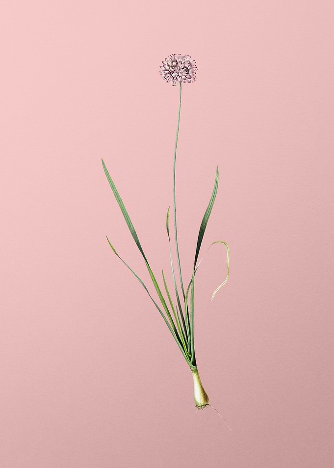 Mouse Garlic on Pink