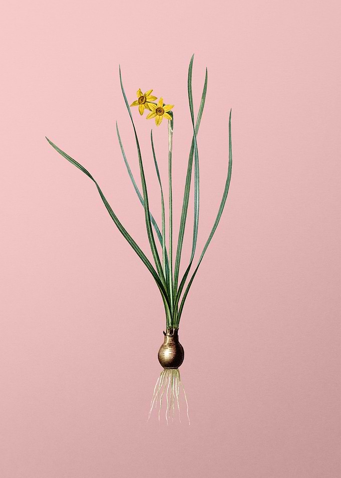 Rush Leaf Jonquil on Pink