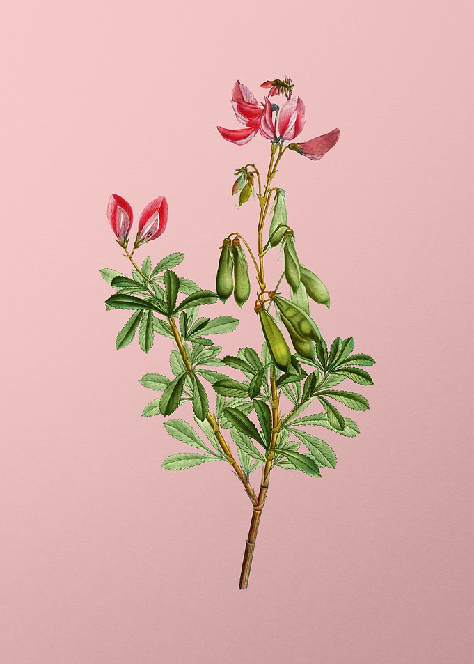 Red and Pink Flowers