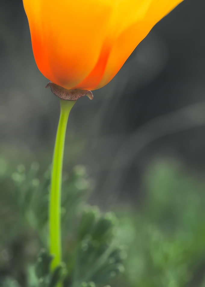 California Poppy