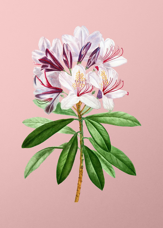 Vintage White Flower Pink