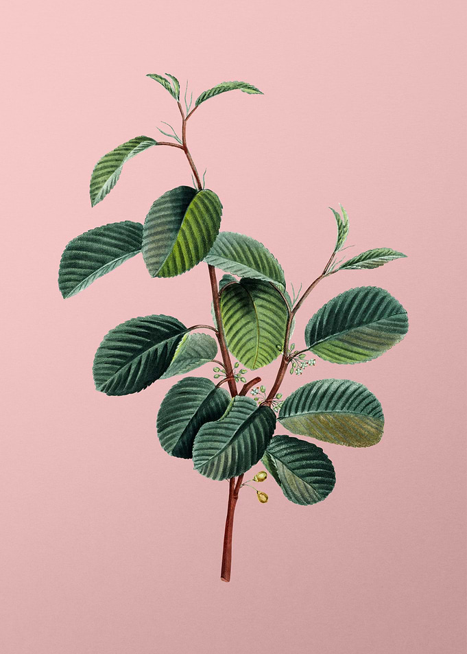 Vintage Botanical on Pink