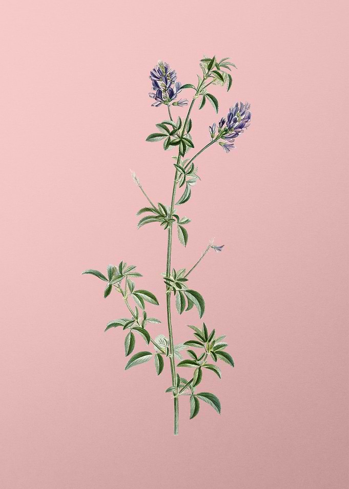 Spanish Clover Bloom