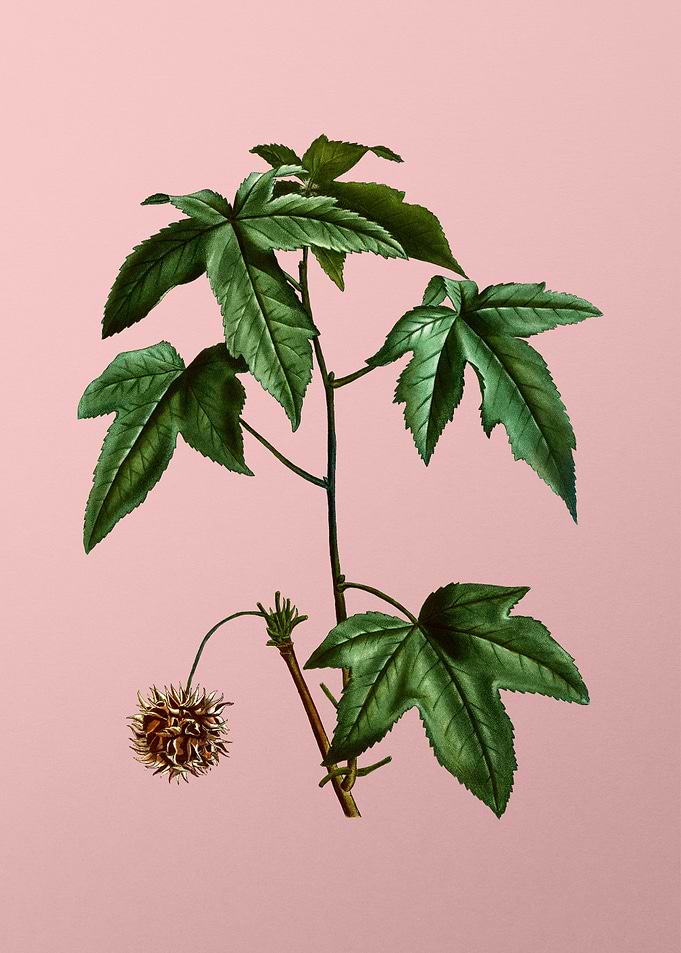 Vintage Botanical on Pink