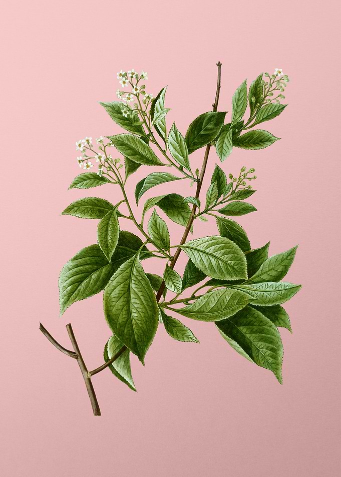Vintage Botanical on Pink