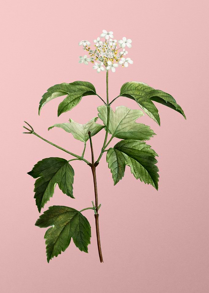 White Flower on Pink