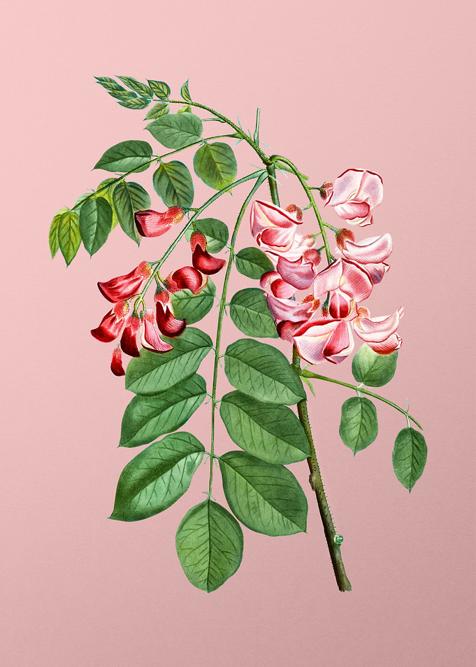 Red and Pink Flowers