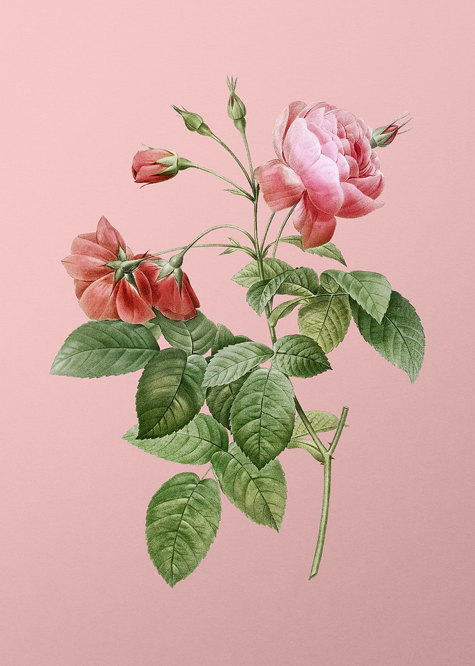 Pink Boursault Rose Flower