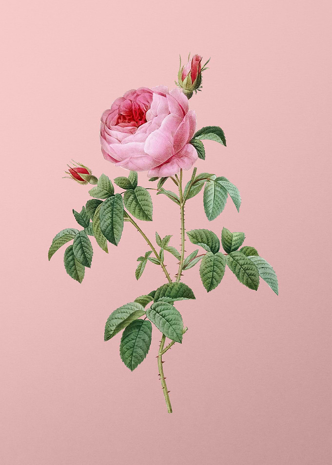 Provence Rose Bloom