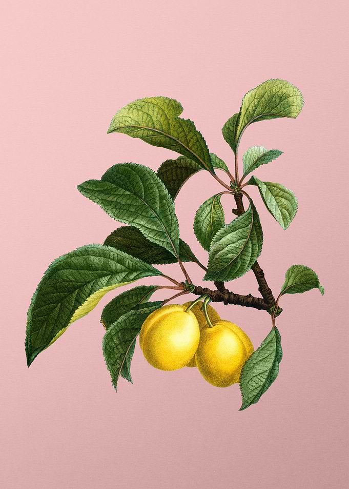 Vintage Fruit on Pink