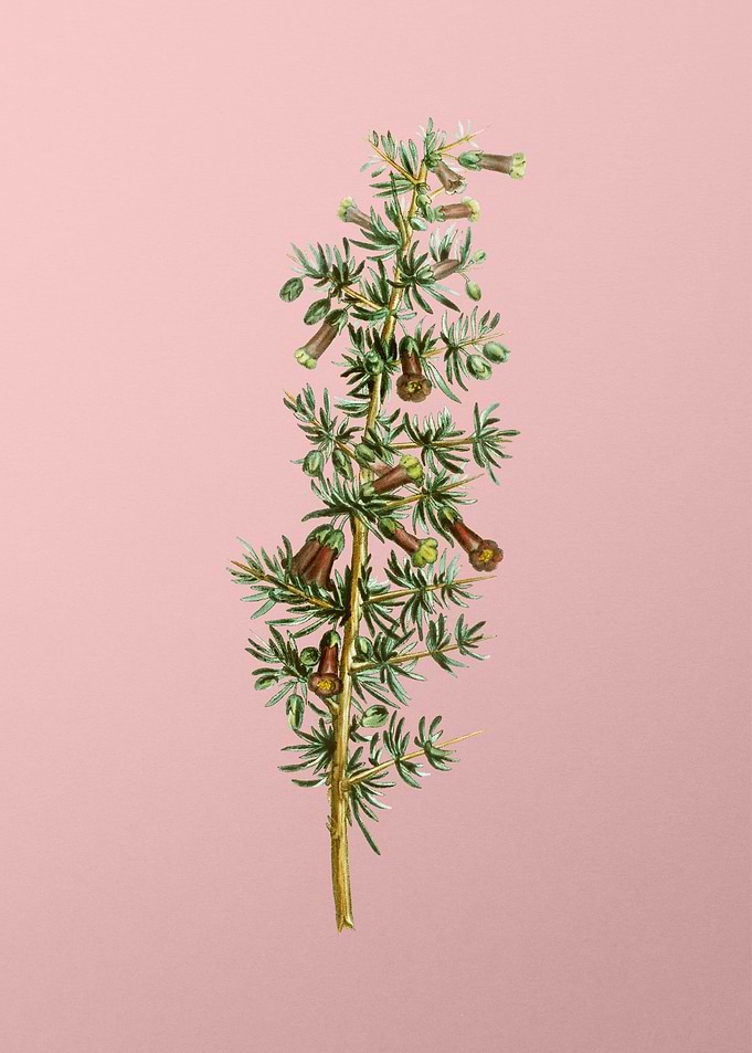 Vintage Botanical on Pink