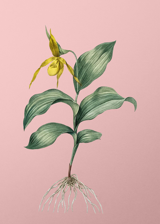 Ochre Ladys Slipper Orchid