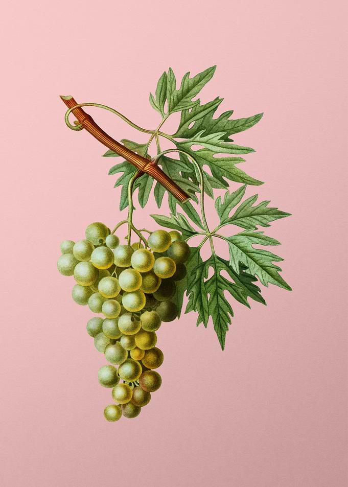 Fruit Illustration on Pink