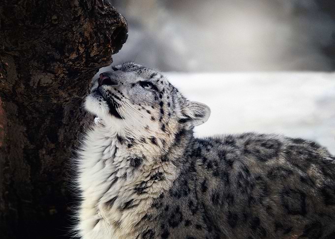 Leopard Cats