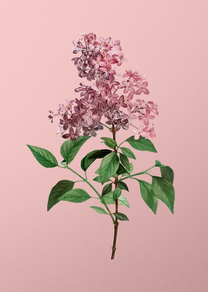Vintage Pink Flowers