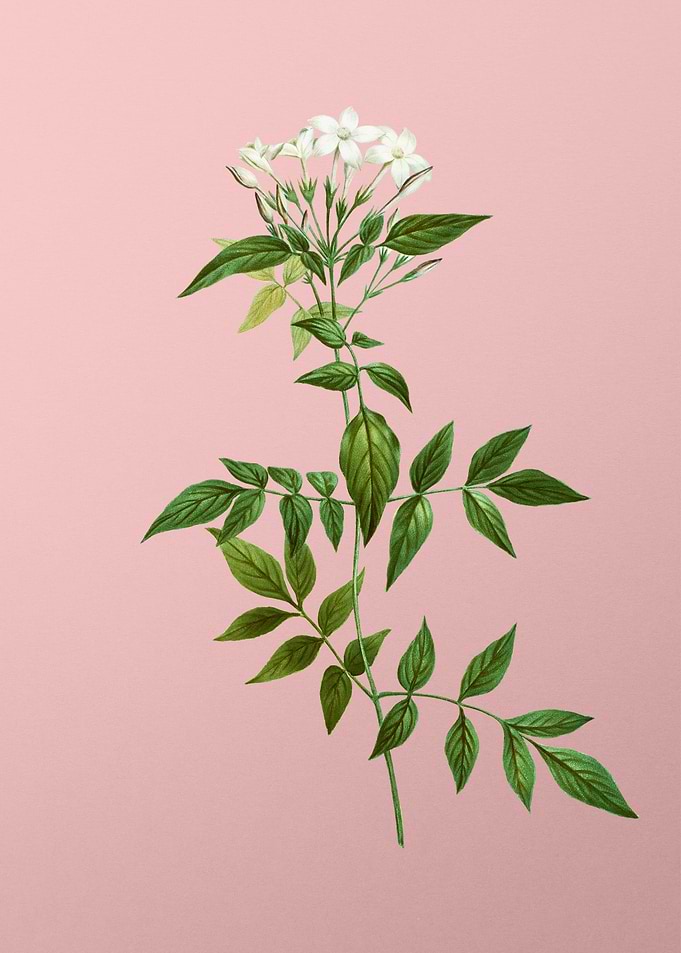 White Flower on Pink