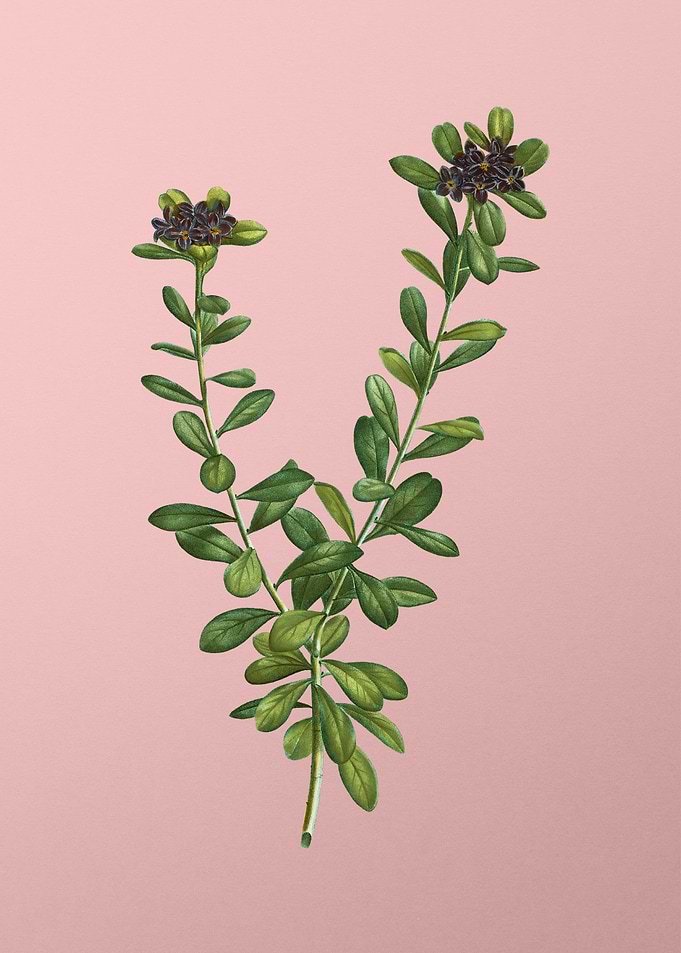 Antique Botanical on Pink