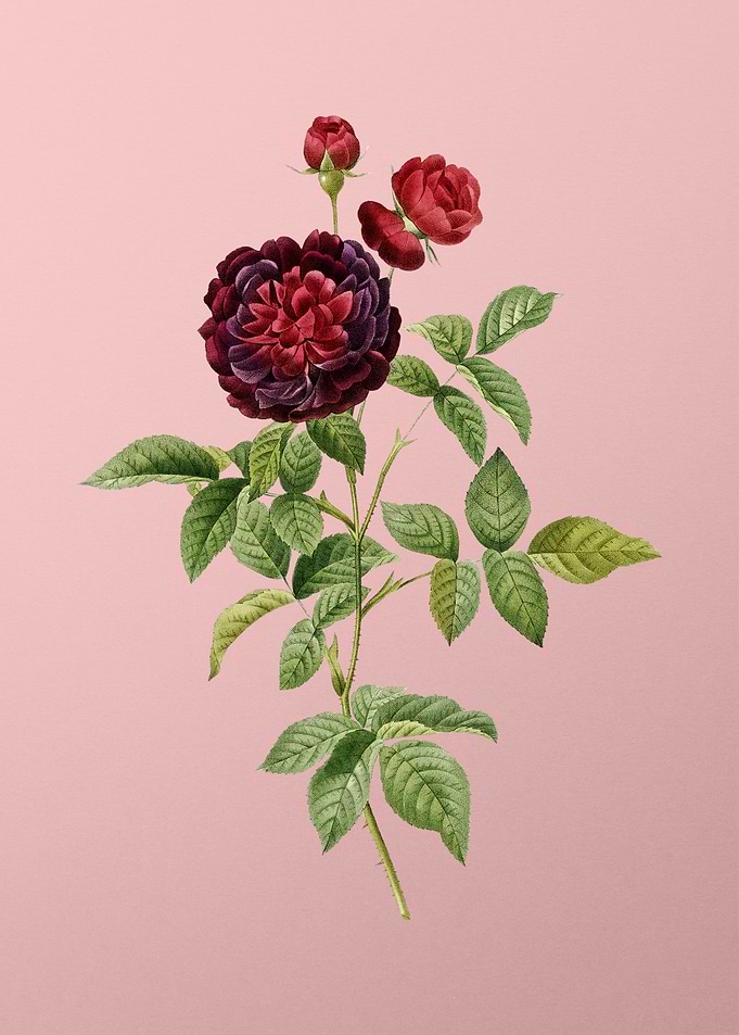 One Hundred Leaved Rose