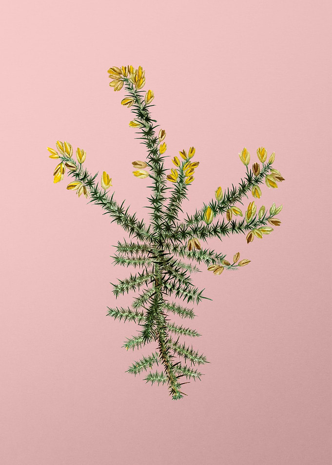 Yellow Flowers on Pink