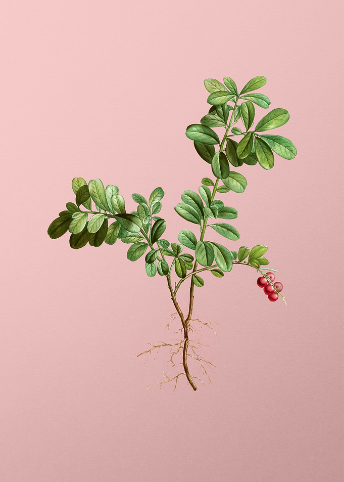 Vintage Fruit on Pink