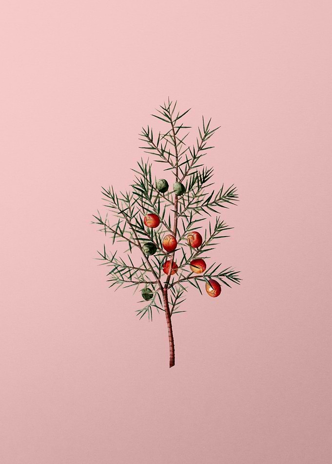 Fruit Illustration on Pink