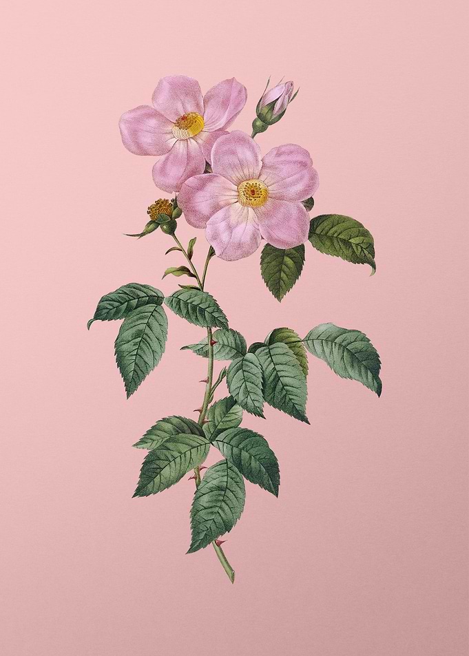 Tea Scented Roses Bloom