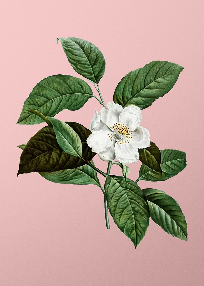 White Flower Blanc Pink