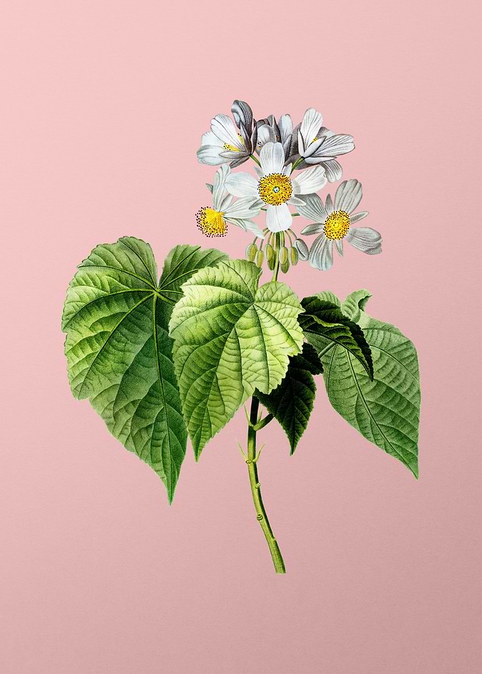 White Flowers on Pink
