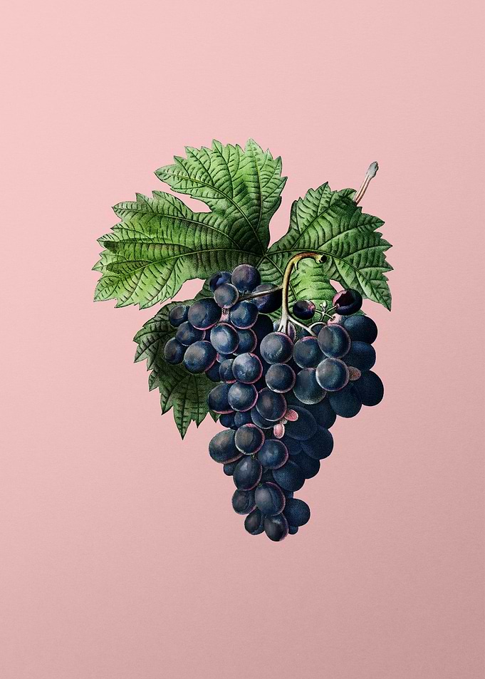 Fruit Illustration on Pink