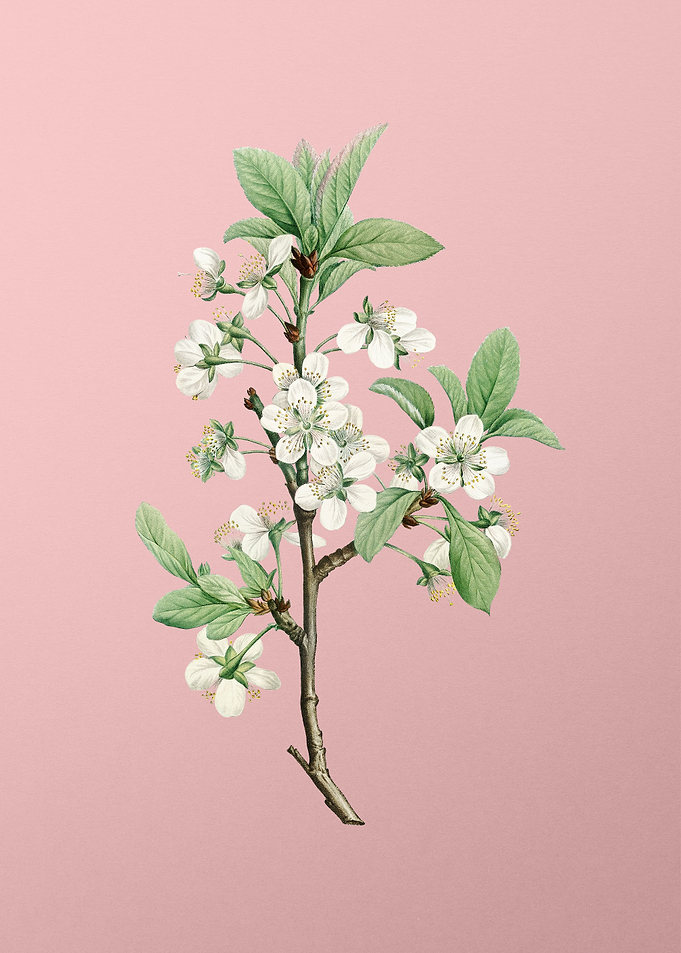 White Plum Flower on Pink