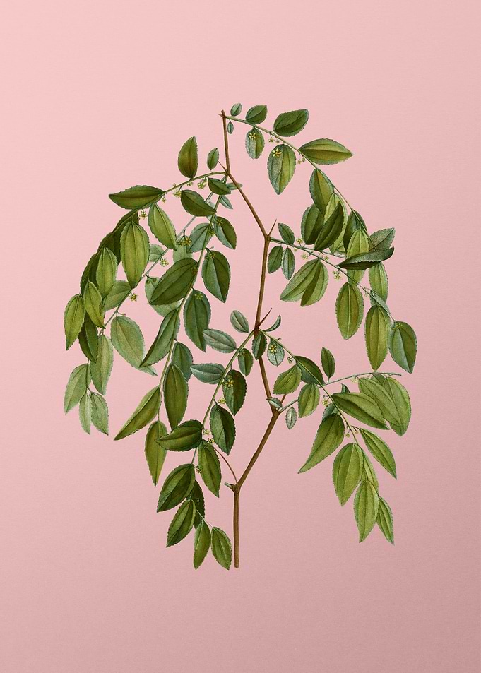 Vintage Botanical on Pink