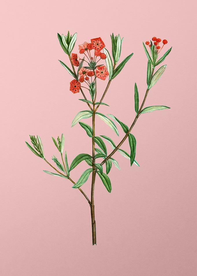 Red Flower Illustration