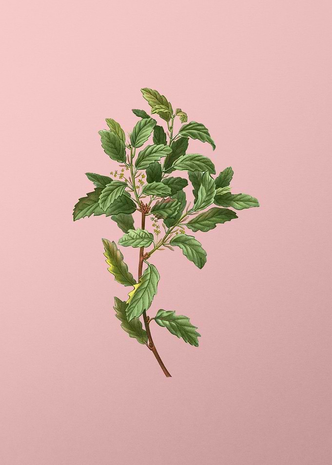 Vintage Botanical on Pink