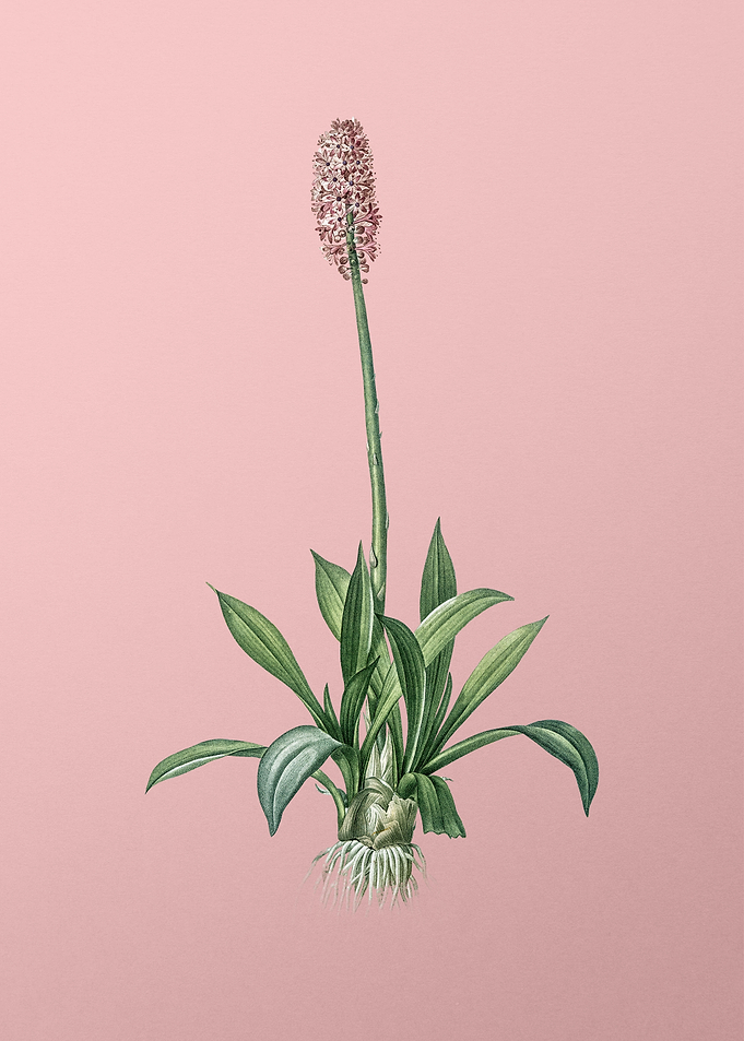 Swamp Pink