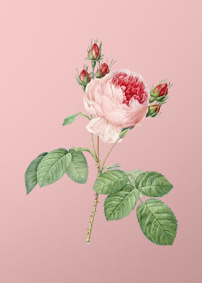 Pink Cabbage Rose