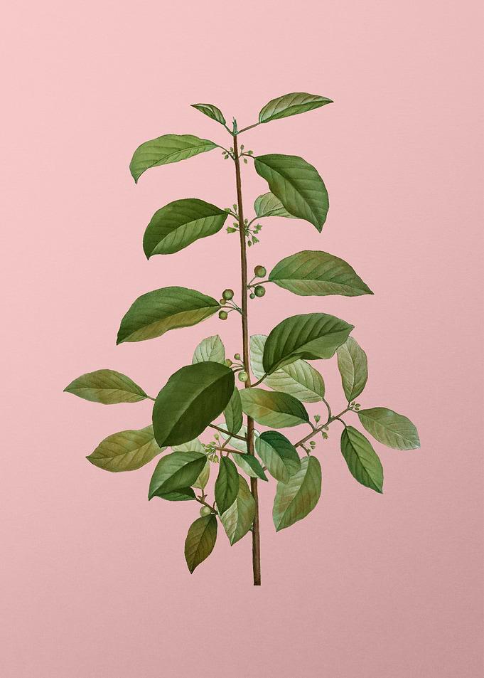 Vintage Botanical on Pink
