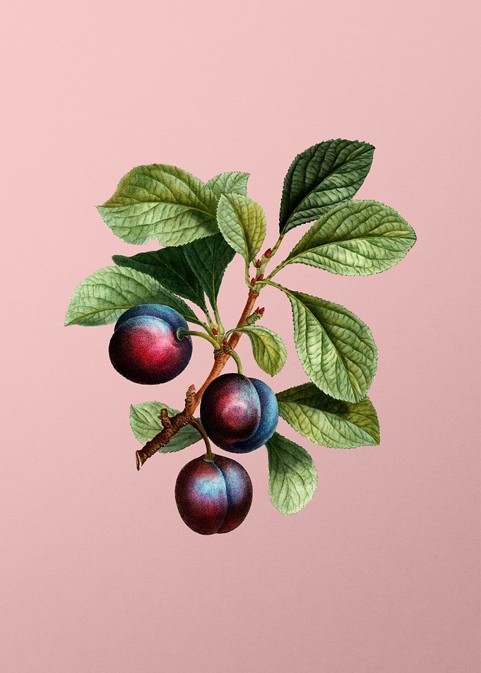 Vintage Fruit on Pink