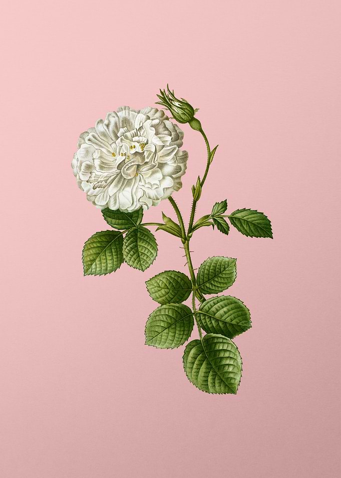 White Rose of York