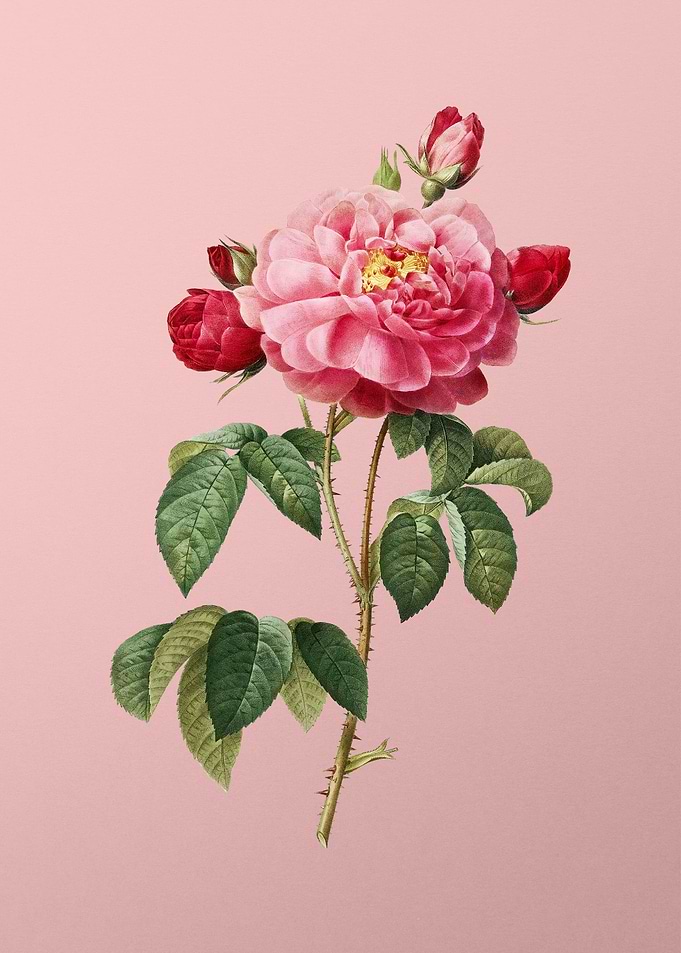 Duchess of Orleans Rose