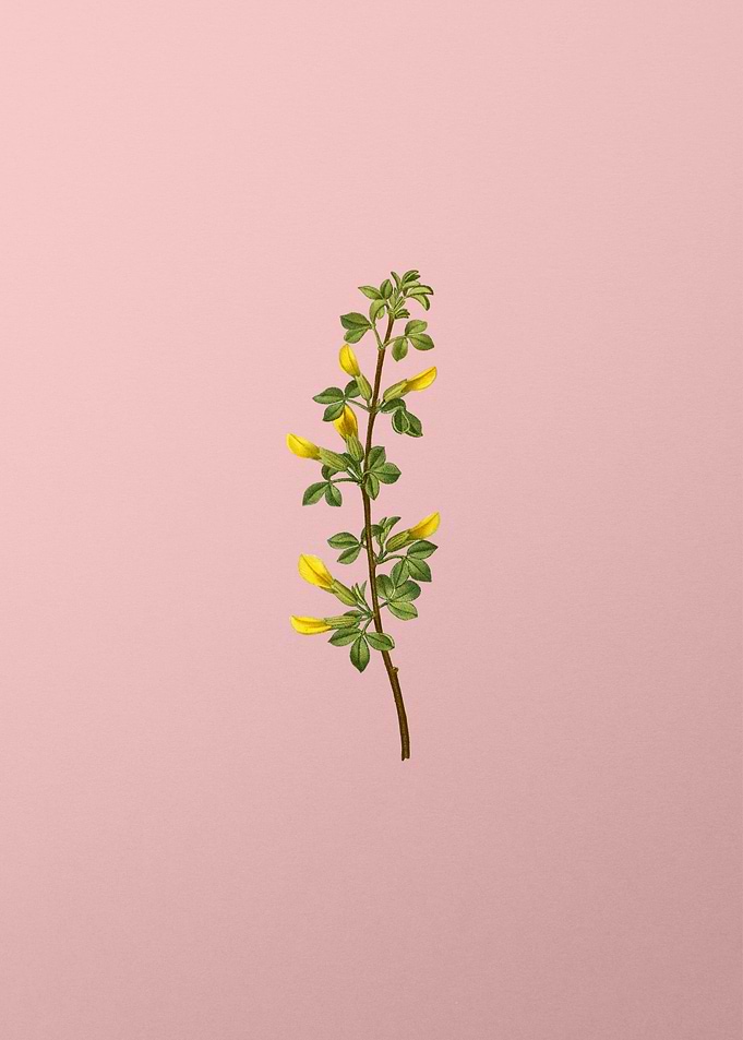 Yellow Flower on Pink