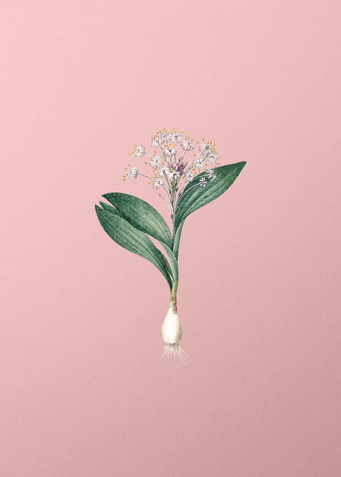 Vintage Pygmy Hyacinth