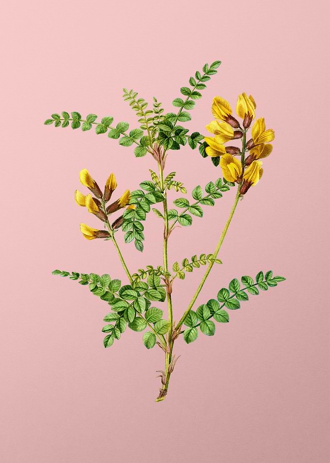 Yellow Flower on Pink