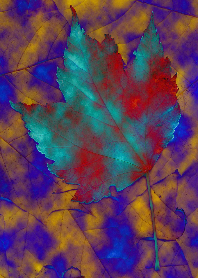 fallen leaf