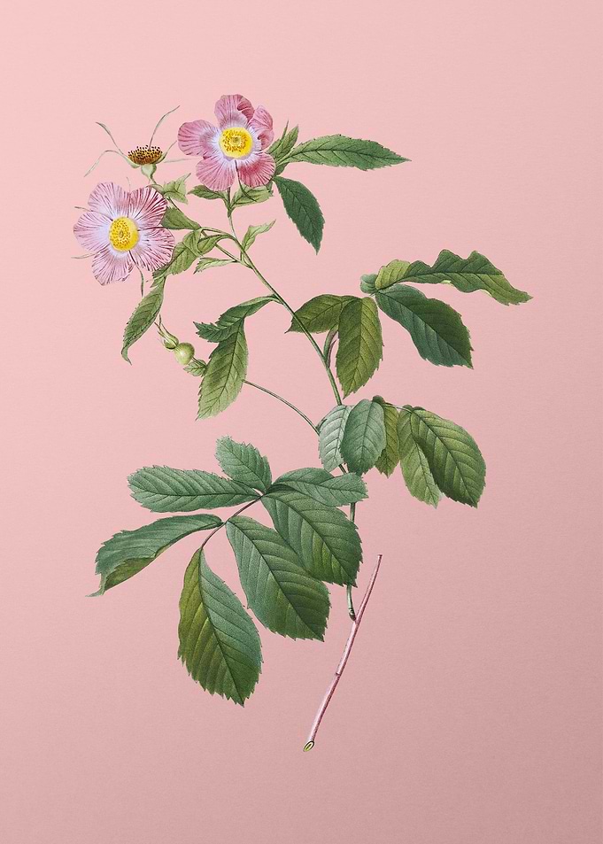 Pink Alpine Roses