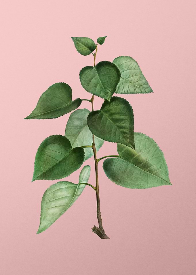 Vintage Floral on Pink